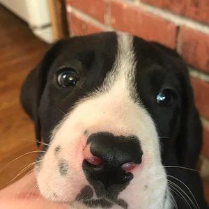 Meet your Posher, Corbin